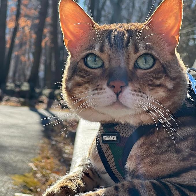 Voyager Step-in Air Dog Harness - All Weather Mesh, Reflective, No Pull Harness for Small, Medium Dogs, Cats - Secure with Hook & Loop Fastener, Buckle, Double D-Rings - Army/Black Trim, M BestPetSuppliesLLC