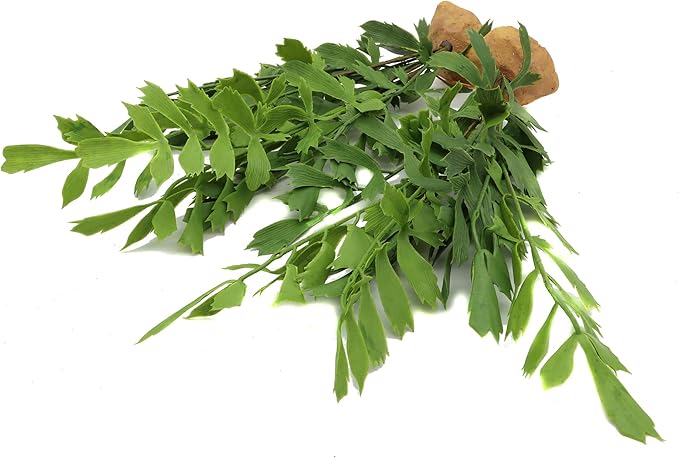 JIHAQUA Lifelike Reptile Tank Plant Decor - Realistic Artificial Plastic Plant for Terrariums and Pet Enclosures (Style D 2 Pack) JIHAQUA