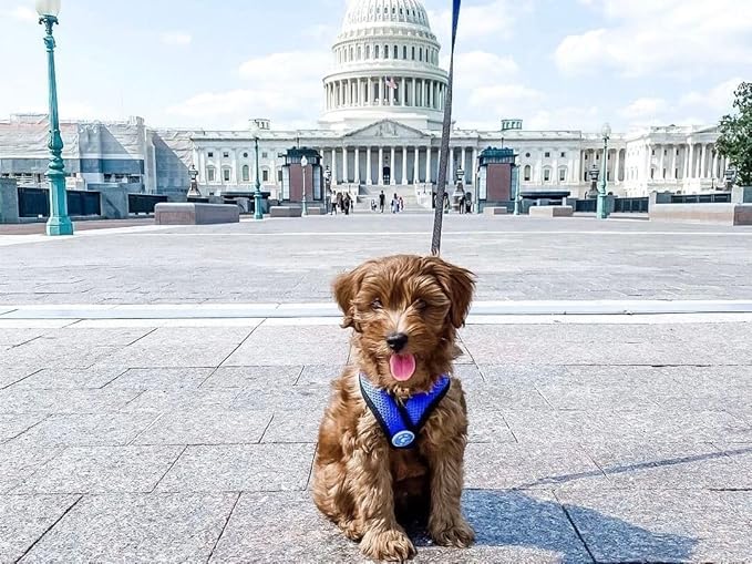 Gooby Comfort X Head in Harness - Blue, Small - No Pull Small Dog Harness, Patented Choke-Free X Frame - Perfect on The Go Dog Harness for Medium Dogs No Pull or Small Dogs for Indoor and Outdoor Use Gooby