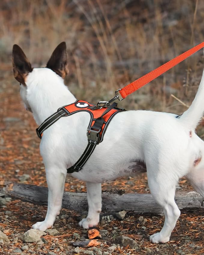 Joytale Double-Sided Reflective Dog Leash, 6 FT/5 FT/4 FT, Padded Handle Nylon Heavy Duty Leashes for Medium & Large Dogs Walking, Orange, 5FT Joytale