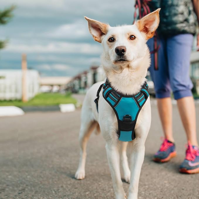 rabbitgoo Dog Harness No Pull with 2 Leash Clips, Adjustable Soft Padded, Reflective Oxford No Choke Pet Vest with Easy Control Handle for Large Dogs, Teal, L rabbitgoo