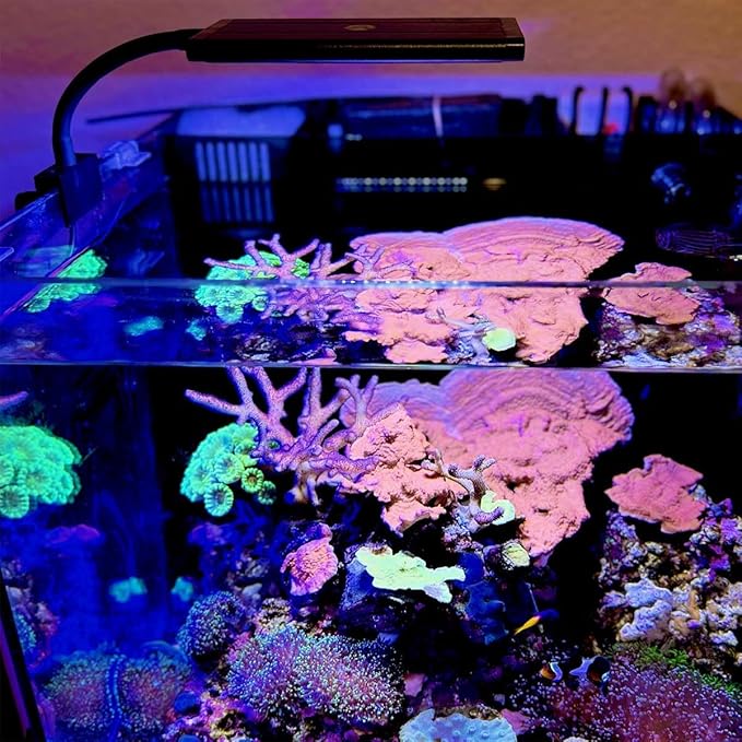 CURRENT Orbit Marine NANO LED 16 Watt Reef LED Saltwater Marine Aquarium Coral Light with Dimming, Moonlight, Cloud Cover & Lighting Storm Clip On Small Fish Tank w/Mounting Bracket (4095) Current+USA
