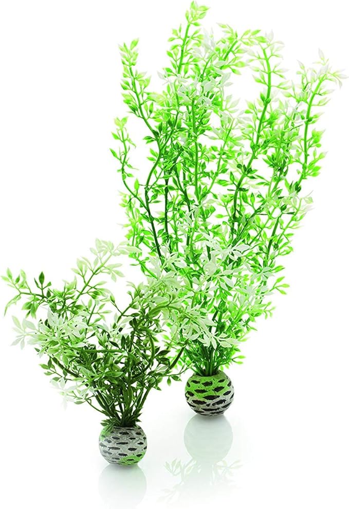 biOrb Winter Flower Plant Pack Medium biOrb