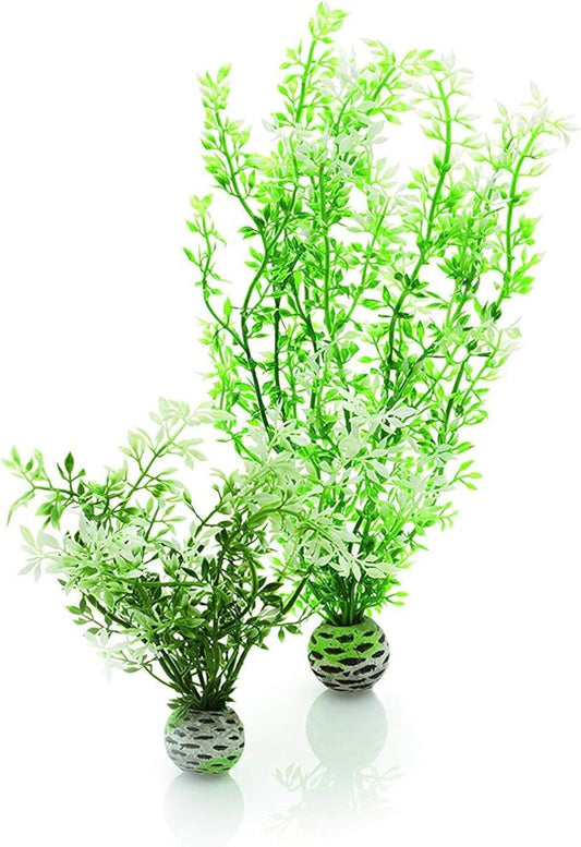 biOrb Winter Flower Plant Pack Medium biOrb