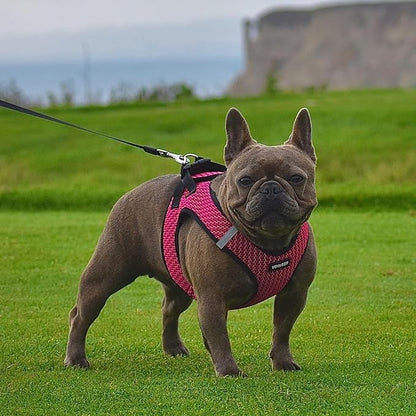 Voyager Step-in Air Dog Harness - All Weather Mesh, Reflective, No Pull Harness for Small, Medium Dogs, Cats - Secure with Hook & Loop Fastener, Buckle, Double D-Rings - Fuchsia 2-Tone, XL BestPetSuppliesLLC