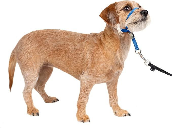 PetSafe Gentle Leader No-Pull Dog Headcollar - The Ultimate Solution to Pulling - Redirects Your Dog's Pulling for Easier Walks - Helps You Regain Control - Small, Royal Blue PetSafe
