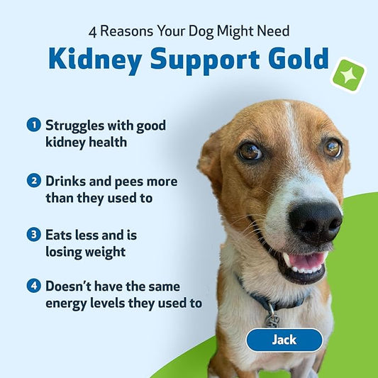 Pet Wellbeing Kidney Support Gold for Dogs - Healthy Kidney Function, Fluid Balance, Energy Levels, Normal Appetite, Rehmannia, Dong Quai - Veterinarian-Formulated Herbal Supplement 2 oz (59 ml) PetWellbeing