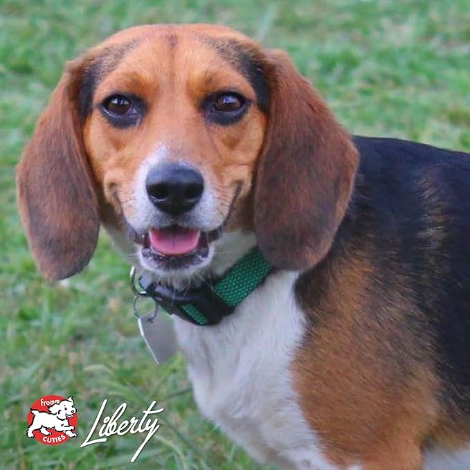 Fromm Four-Star Nutritionals Trout & Whitefish Dog Food - Premium Dry Dog Food - Trout Recipe - 26 lb - PAWPICO