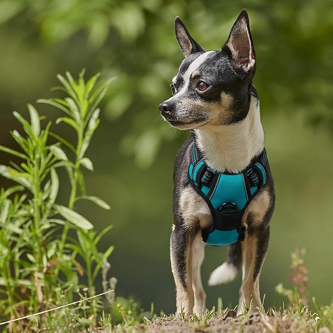 rabbitgoo Dog Harness, No-Pull Pet Harness with 2 Leash Clips, Adjustable Soft Padded Dog Vest, Reflective No-Choke Pet Oxford Vest with Easy Control Handle for Large Dogs, Teal, X-Small - PAWPICO