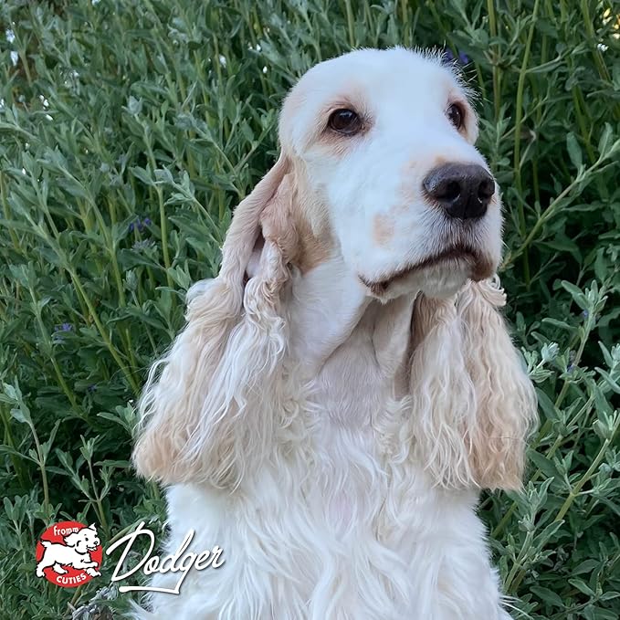 Fromm Four-Star Nutritionals Game Bird Dog Food - Premium Dry Dog Food - Turkey Recipe - 26 lb - PAWPICO