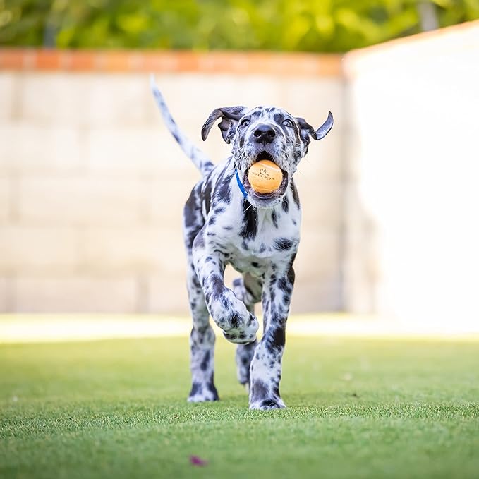 Hyper Pet MINI Tennis Balls for Dogs (Pet Safe Dog Toys & Dog Tennis Balls for Exercise, Training, Hyper Pet K9 Kannon Dog Ball Launcher) Bright Colored Interactive Dog Toy Dog Balls-Orange Pack of 4 - PAWPICO