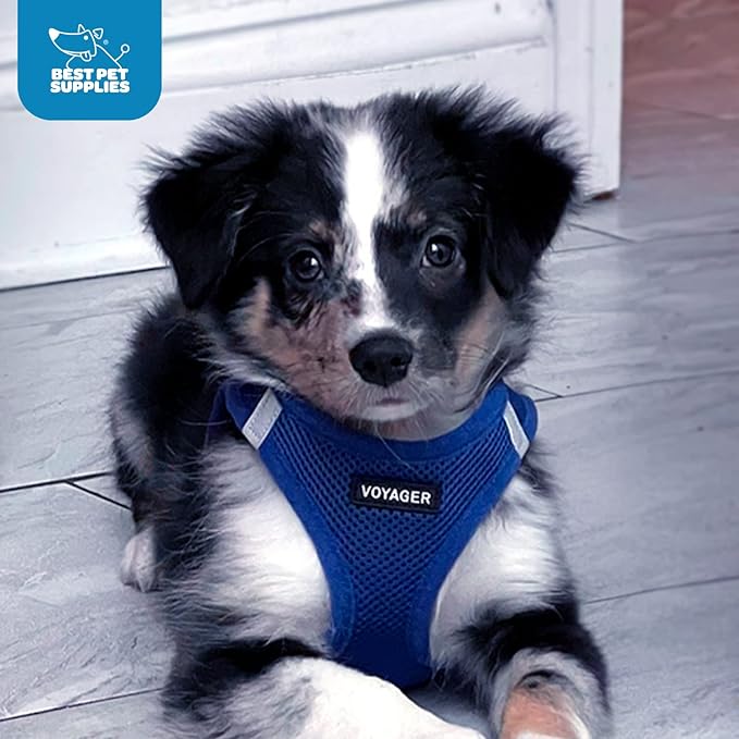 Voyager Step-in Air Dog Harness - All Weather Mesh, Reflective, No Pull Harness for Small, Medium Dogs, Cats - Secure with Hook & Loop Fastener, Buckle, Double D-Rings - Royal Blue, M BestPetSuppliesLLC