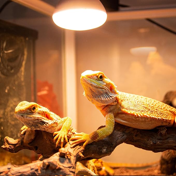 REPTIZOO Reptile Heat Lamp, 2 Pack 50W Daylight Basking Spot Lamp for Reptiles UVA Daylight Heating Lamp Bulb Basking Light for Bearded Dragon, Tortoise, Geckos, Chicken REPTIZOO