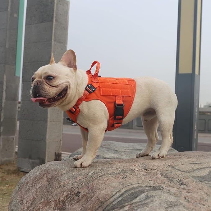 ICEFANG Tactical Dog Harness, Small Size,2X Metal Buckle,Working Dog MOLLE Vest with Handle,No Pulling Front Leash Clip,Hook and Loop Panel ICEFANGDIRECT