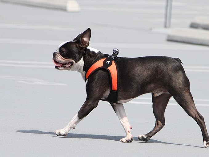 Gooby Escape Free Easy Fit Harness - Orange, Medium - No Pull Step-in Patented Small Dog Harness with Quick Release Buckle - Perfect On The Go No Pull Harness for Small Dogs or Medium Dog Harness Gooby