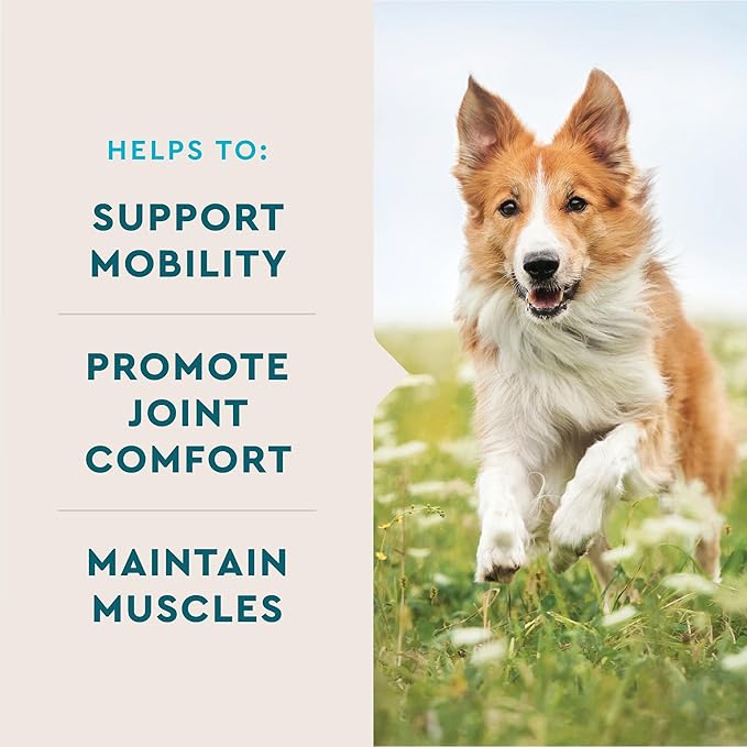 VetIQ Advanced Hip & Joint Chews For Dogs, 60 Count, Chicken Flavored Supplements Made with Glucosamine, Omega 3’s, Chondroitin, MSM, and Green Lipped Mussel, Increases Mobility and Maintains Muscles VetIQHealthSupplements