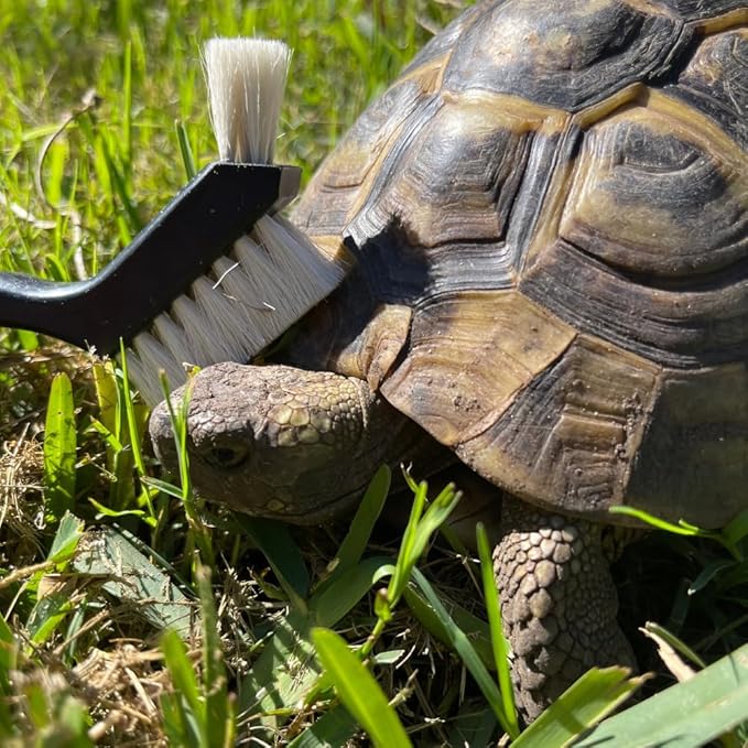 Snout and Shell - Turtle Cleaning Brush - Gently Remove Algae and Dirt from Turtles and Tortoises - Blue SNOUTANDSHELL