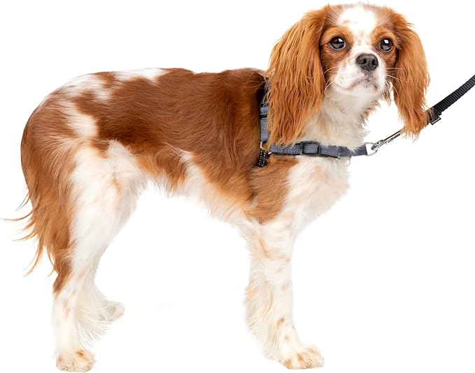 PetSafe® Deluxe Easy Walk® Dog Harness, No Pull Harness, Stop Pulling, Great for Walking and Training, Comfortable Padding, for Small Dogs- Steel/Black, Small PetSafe