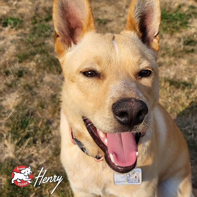 Fromm Four-Star Nutritionals Rancherosa Dog Food - Premium Dry Dog Food - Beef Recipe - 12 lb - PAWPICO