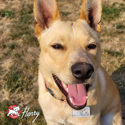 Fromm Four-Star Nutritionals Rancherosa Dog Food - Premium Dry Dog Food - Beef Recipe - 12 lb - PAWPICO