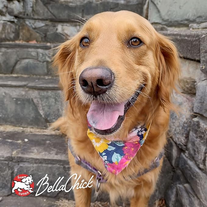 Fromm Heartland Gold Large Breed Adult Dog Food - Dry Dog Food for Large & Giant Breeds - Beef Recipe - 12 lb - PAWPICO