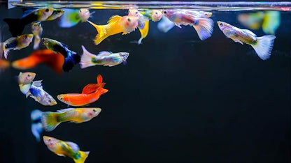 Twinstar A-Line LED Aquarium Light - W-RGB Full Spectrum Aquarium Light, Light for Aquarium Plants & Fish, Adjustable Aquarium Light for/Fit 8"-48" Tanks, LED Lights for Fish Tanks - 12-17 in (30A) PAWPICO