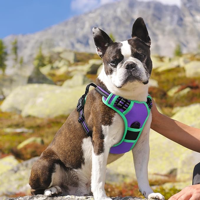 Eagloo Dog Harness for Large Dogs, No Pull Service Vest with Reflective Strips and Control Handle, Adjustable and Comfortable for Easy Walking, No Choke Harness with 2 Metal Rings, Purple & Green, M GoExplorewithEagloo