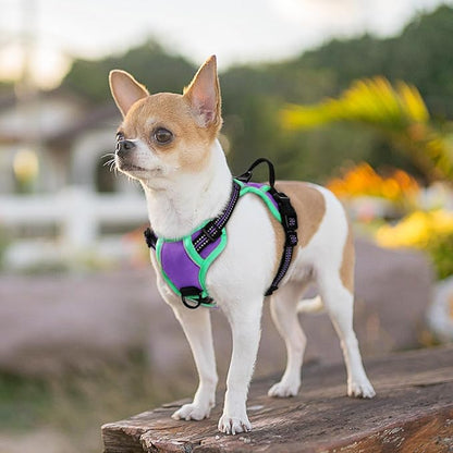 Eagloo Dog Harness for Large Dogs, No Pull Service Vest with Reflective Strips and Control Handle, Adjustable and Comfortable for Easy Walking, No Choke Harness with 2 Metal Rings, Purple & Green, XS GoExplorewithEagloo