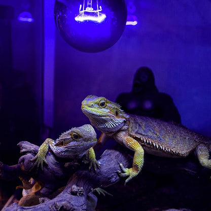REPTIZOO 2PCS Reptile Heat Lamp, 150W Night Heat Lamp Moonlight Bulb Purple Infrared Heating Lamp Simulate Natural Moonlight Night Heat Bulb for Reptile Amphibian REPTIZOO