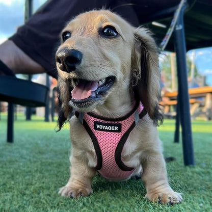 Voyager Step-in Air Dog Harness - All Weather Mesh, Reflective, No Pull Harness for Small, Medium Dogs, Cats - Secure with Hook & Loop Fastener, Buckle, Double D-Rings - Pink/Black Trim, M BestPetSuppliesLLC