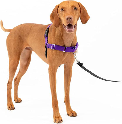 PetSafe Easy Walk No-Pull Dog Harness - The Ultimate Harness to Help Stop Pulling - Take Control & Teach Better Leash Manners - Helps Prevent Pets Pulling on Walks, Medium, Deep Purple/Black PetSafe