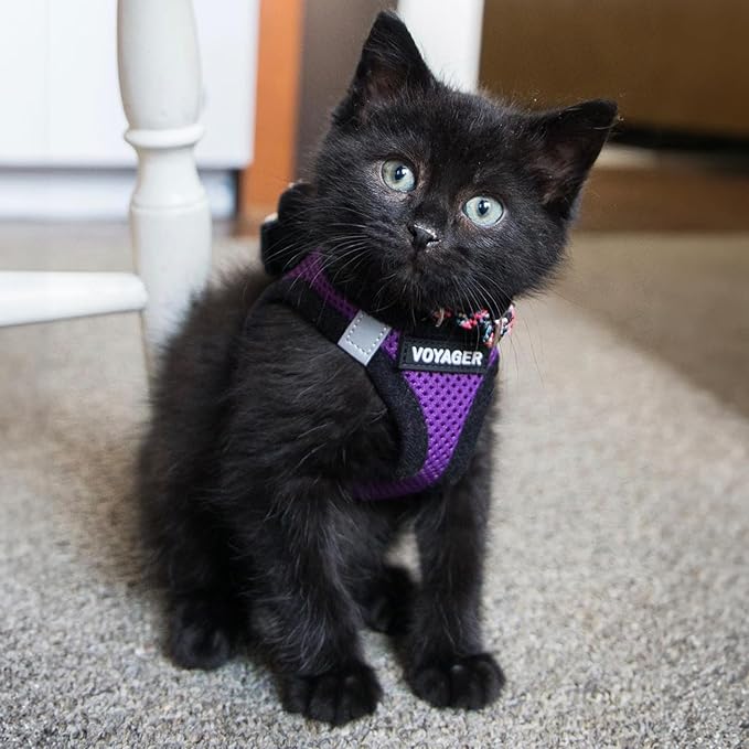 Voyager Step-in Air Dog Harness - All Weather Mesh, Reflective, No Pull Harness for Small, Medium Dogs, Cats - Secure with Hook & Loop Fastener, Buckle, Double D-Rings - Purple/Black Trim, L BestPetSuppliesLLC