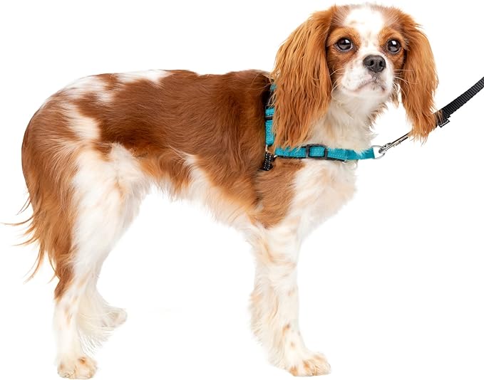 PetSafe Easy Walk Deluxe Dog Harness, No Pull Dog Harness – Perfect for Leash & Harness Training – Stops Pets from Pulling and Choking on Walks – Small, Ocean PetSafe