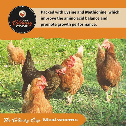 Fluker's Culinary Coop Premium Chicken Treats, Mealworms 10 oz, High Protein Worm, Nutritious Treat Flukers