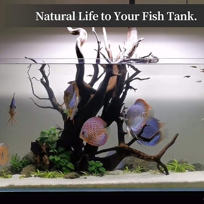 majoywoo Natural Large Driftwood for Aquarium Decor Reptile Decor, Fewer Branches 12.5-18" 2Pcs Majoywoo