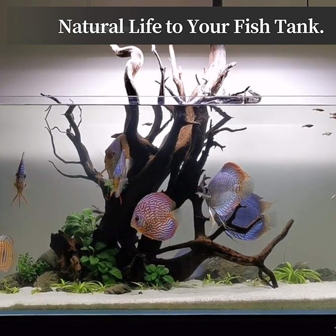 majoywoo Natural Large Driftwood for Aquarium Decor Reptile Decor, Fewer Branches 12.5-18" 2Pcs Majoywoo