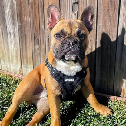 Best Pet Supplies Voyager Adjustable Dog Vest Harness Breathable No Pull Harness for Small, Medium, Large Dogs, Heavy Duty Harness for Walking, Jogging, Easy Step-In, Reflective Stripes - (Black), XL BestPetSuppliesLLC