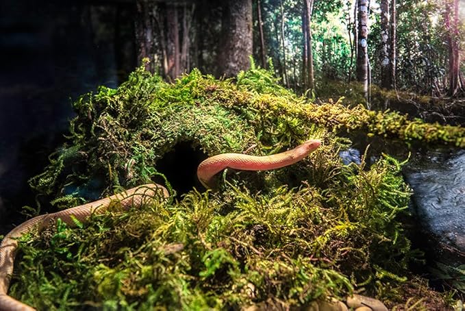Galápagos (05346) Mossy Cave Hide, 4", Green Galapagos