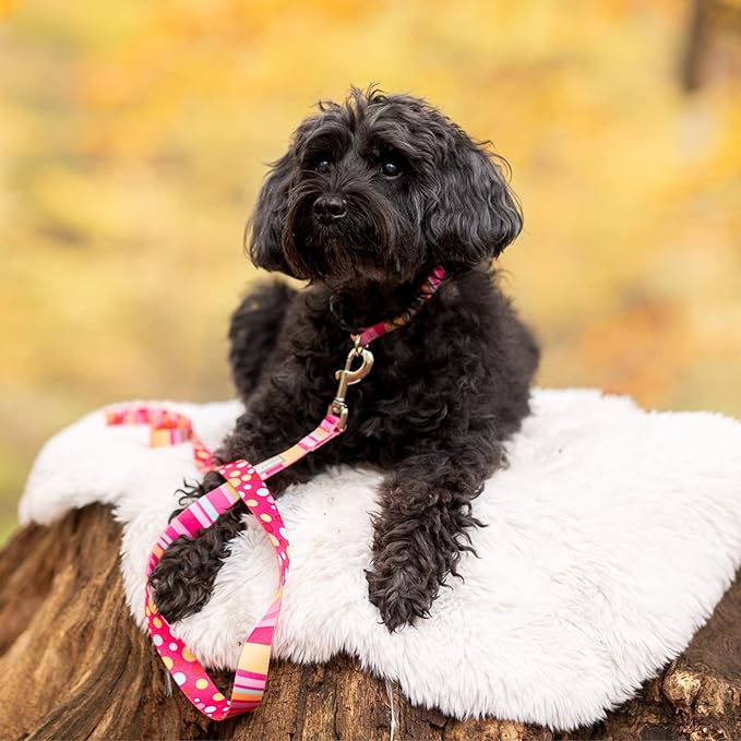Lucky Love Dog, Colorful Stripes Dog Collar and Leash Set, Yellow, Pink, Blue Color Dog Collar and Leash, Cute Dog Combo Set for Female Dogs - (Small, Molly Combo) LuckyLoveDog