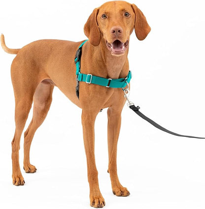 PetSafe Easy Walk No-Pull Dog Harness - The Ultimate Harness to Help Stop Pulling - Take Control & Teach Better Leash Manners - Helps Prevent Pets Pulling on Walks, Medium, Teal/Gray PetSafe