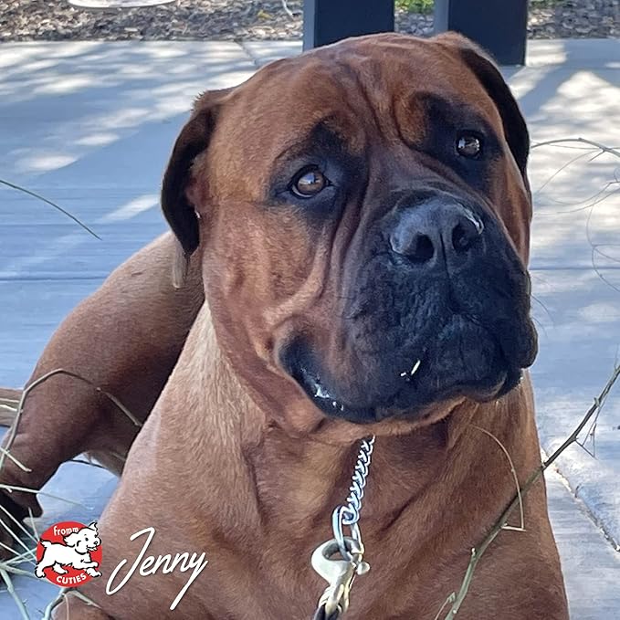 Fromm Four-Star Nutritionals Chicken A La Veg Dog Food - Premium Dry Dog Food - Chicken Recipe - 12 lb - PAWPICO