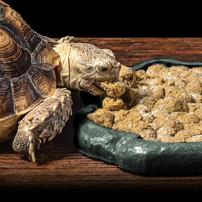 SLSON Reptile Feeder Terraium Bowl Plastic Shallow Reptile Feeder for Food and Water Feeding Dish for Lizard Gecko Bearded Dragon SLSON