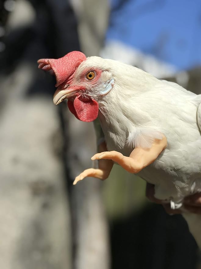 T-Rex Flesh The Original Chicken Arms Made in Texas America Put on Chickens to Wear Trex Raptor Dinosaur Claw Chicken Funny Toys Photo Props Novelty Gift for Viral Photos, 3D Printed Meme Fighting ArmedPet