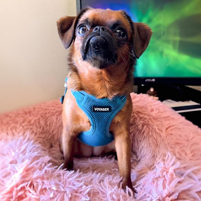 Best Pet Supplies Voyager Adjustable Dog Harness with Reflective Stripes for Walking, Jogging, Heavy-Duty Full Body No Pull Vest with Leash D-Ring, Breathable All-Weather - Harness (Turquoise), S BestPetSuppliesLLC