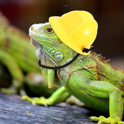 2pcs Bearded Dragon Hat Mini Pet Snake Hats with Chin Strap Small Reptile Helmet Tiny Pet Hat for Ball Python Small Animal Costume Clothing DIY Doll Crafts Lollipop UKCOCO%EF%BC%9ALightupabetterhome