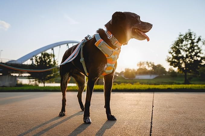 Ruffwear, Front Range Dog Collar, Durable and Comfortable Collar for Everyday Use, Basalt Gray, 20"-26" RuffwearInc