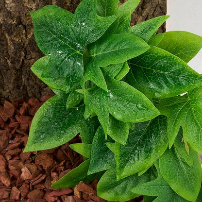 Reptile Plants for Terrarium, Ball Python Tank Decor Accessories fit Bearded Dragon Crested Leopard Gecko Lizard Chameleon Snake Frog Tortoise Hermit Crab - Fake Sweet Potato Vine WOLEDOE