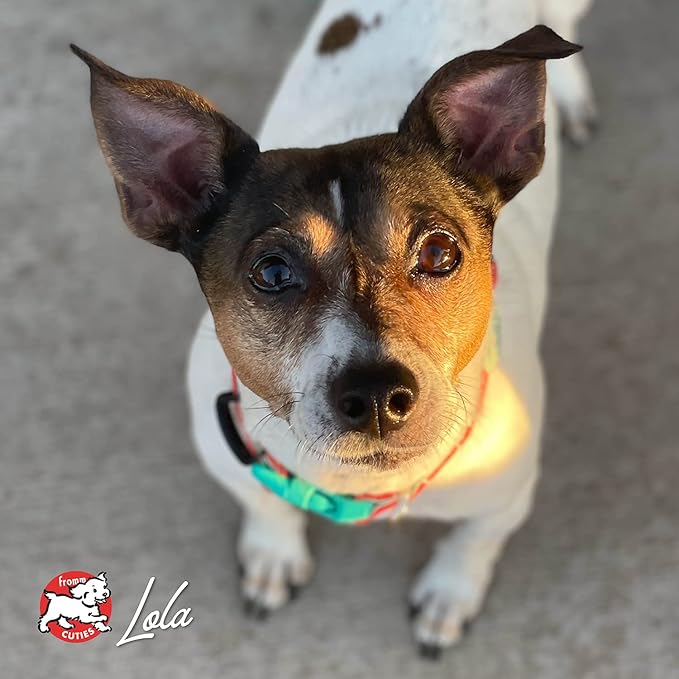 Fromm Four-Star Nutritionals Beef Frittata Veg Dog Food - Premium Dry Dog Food - Beef Recipe - 4 lb - PAWPICO