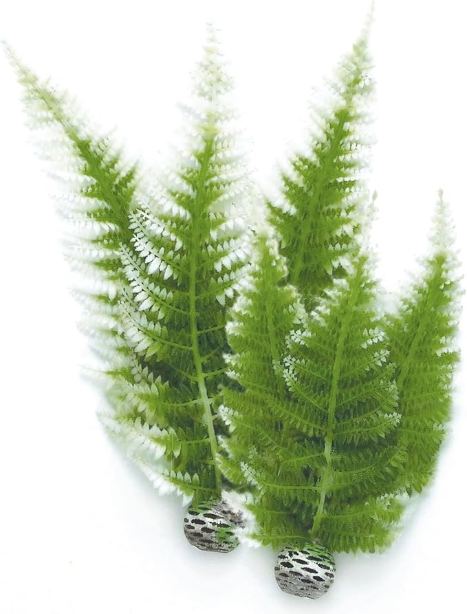 biOrb Fern Plant Pack, Winter, Medium biOrb