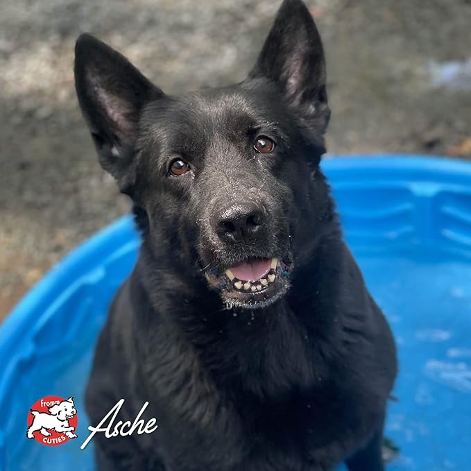 Fromm Four Star Grain Free Dry Dog Food, Game Bird Recipe, 4-Pound Bag - PAWPICO